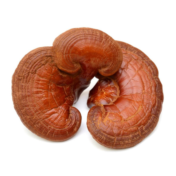 Біодобавка гриб Рейші екстракт 100 грам